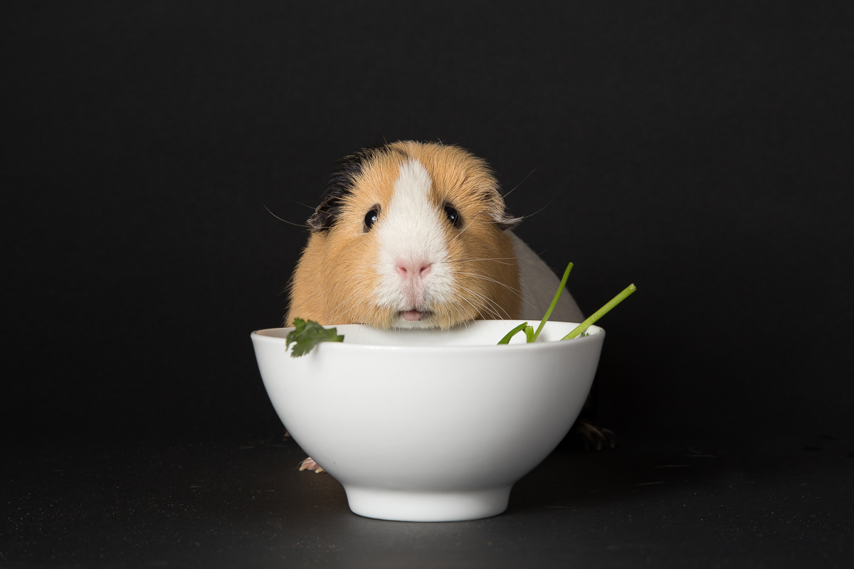 guinea pig-6907.jpg