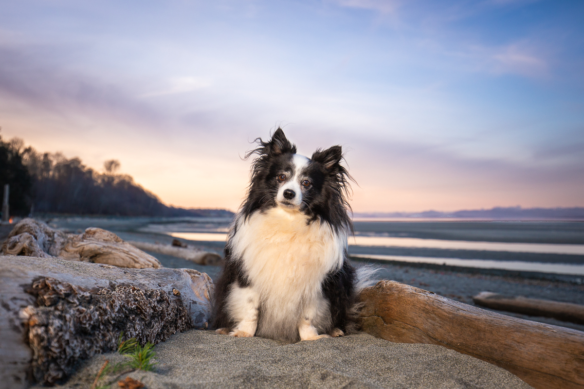 Dog at Kye Bay Beach at sunset, Comox, BC