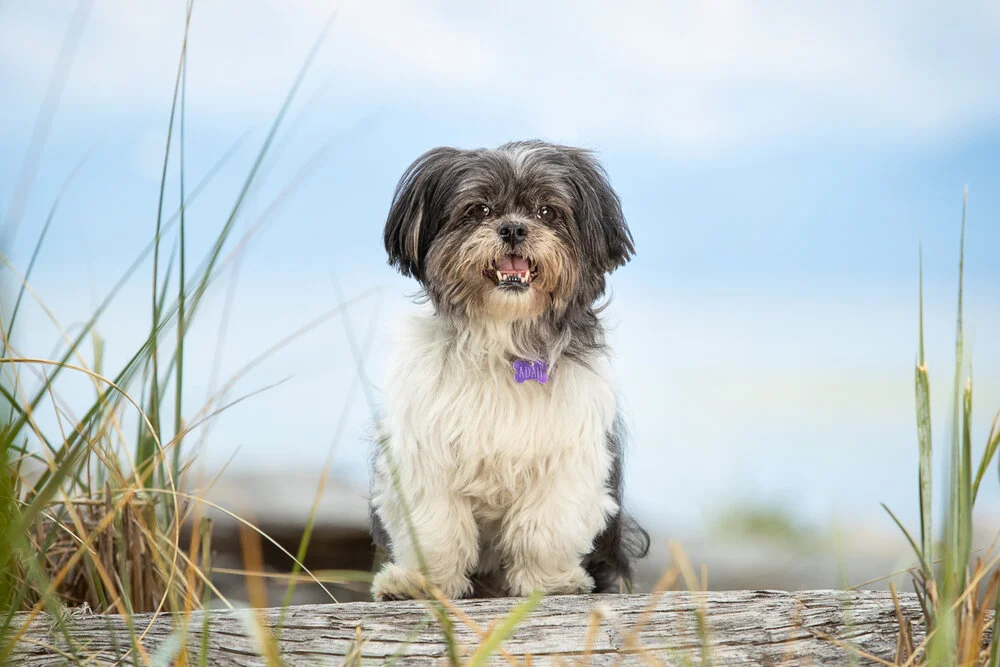 shih tzu 2.jpg