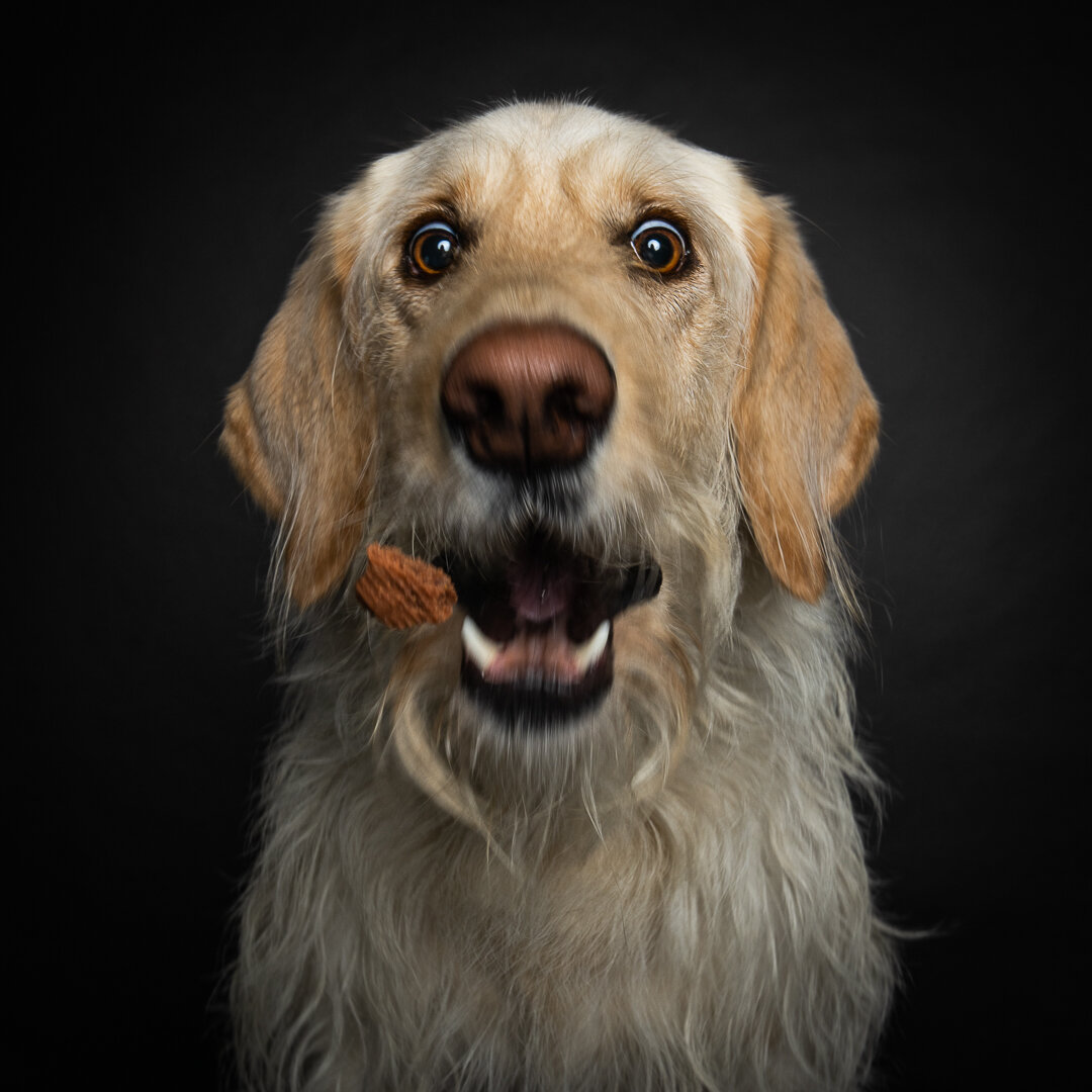 treat catching-1.jpg