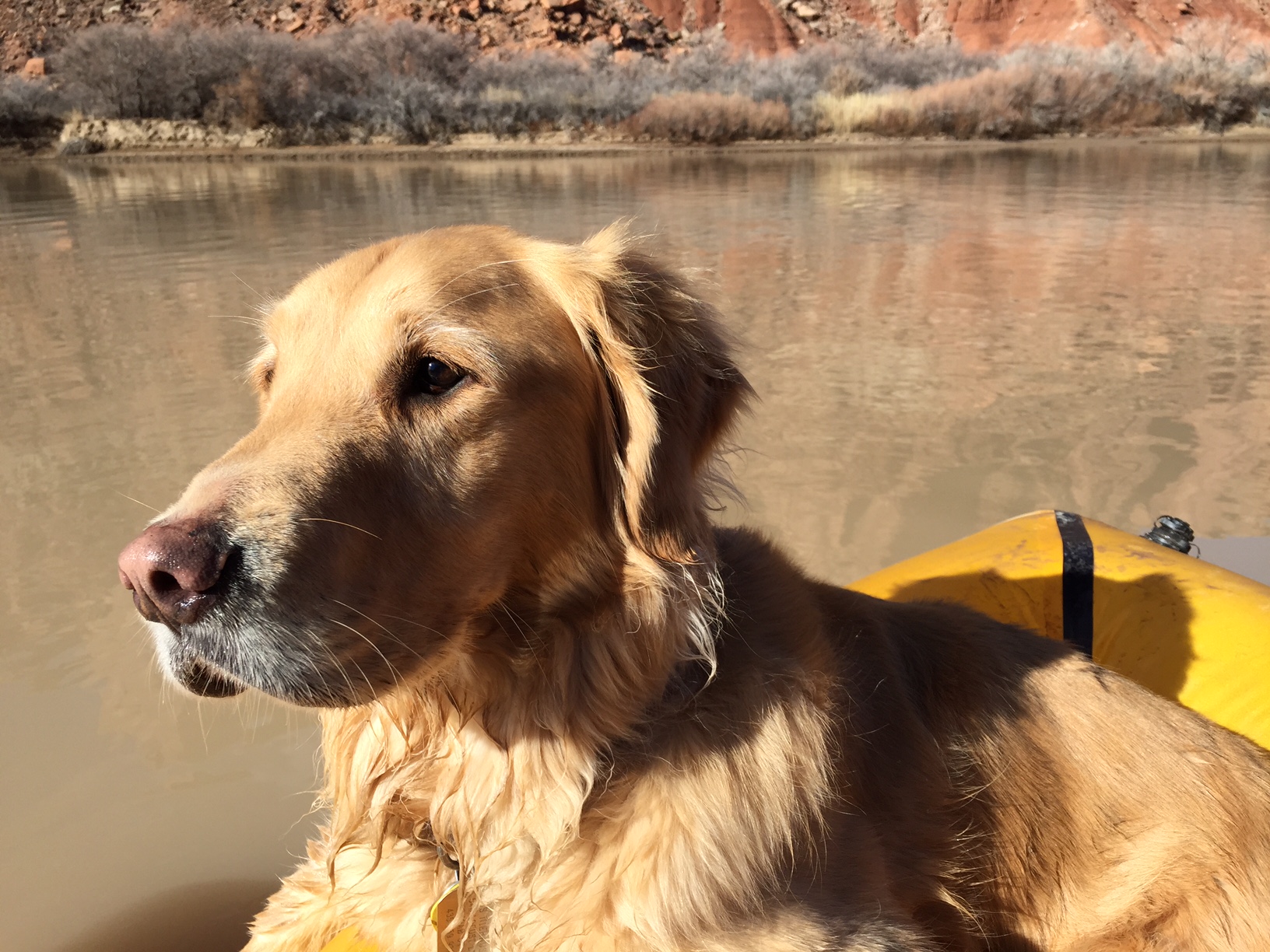 Gus settled into the tiny boat just fine.