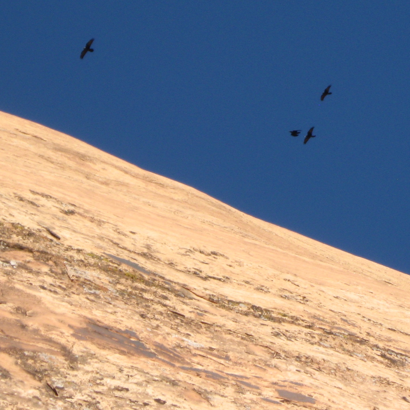This raven gang was cruising around the whole time I was out there