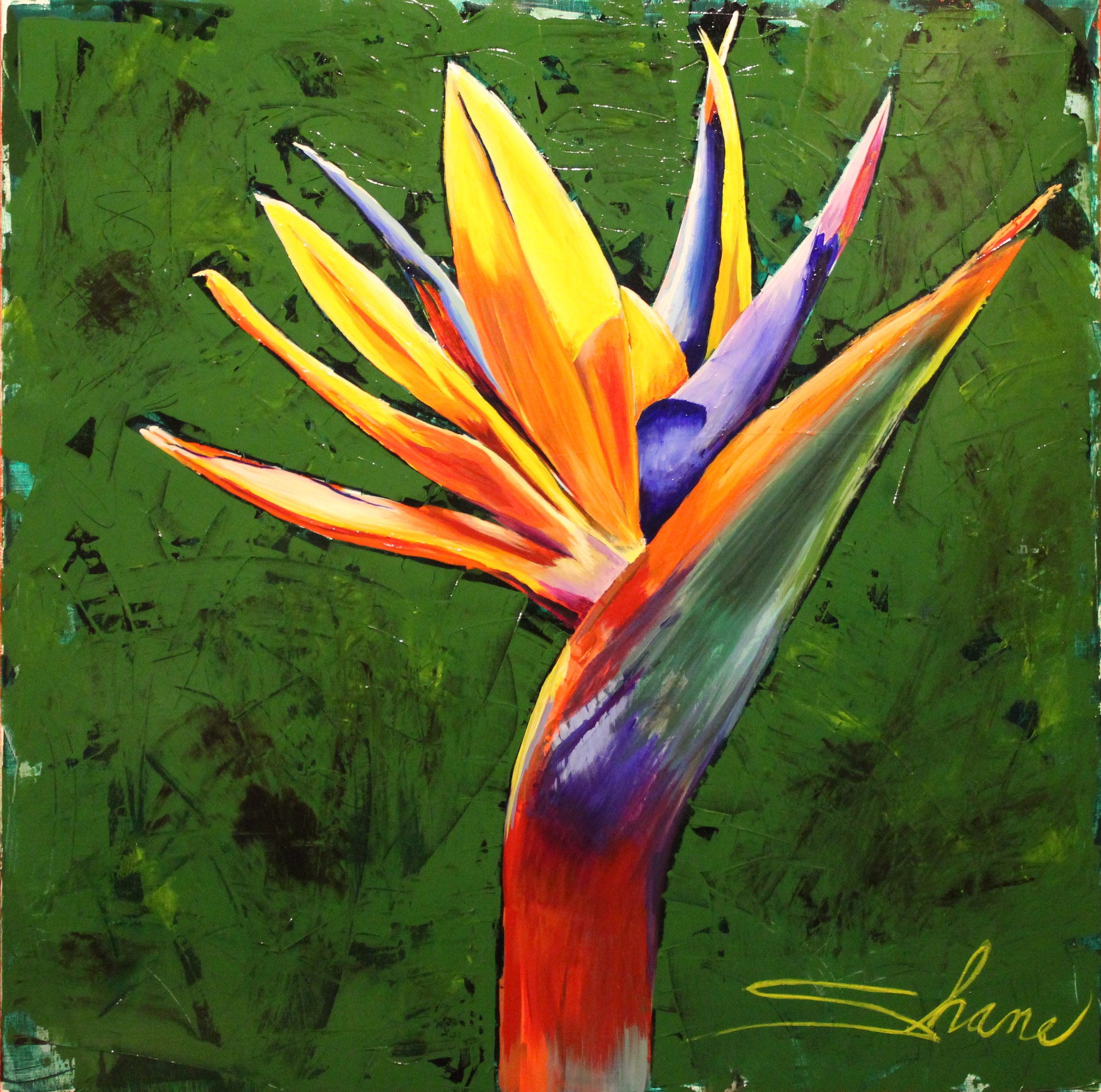 Birds of Paradise