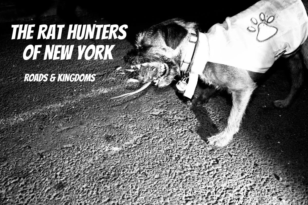 Tonight is trash night in Lower Manhattan, and where there is trash, there are rats. New York City has a lot of both. The city’s residents and businesses produce about 50,000 tons of residential and commercial waste each day, much of it food waste—uneaten bagels and unwanted pizza crusts, fish bones and meat scraps, coffee grounds and vegetable peels. In every neighborhood and borough, trash is collected in plastic bags and stored in apartment building courtyards and alleyway bins. On pickup days, which vary depending on neighborhood, bags are stacked high on sidewalks and left to sit, sometimes for hours, sometimes overnight—rotting and reeking—until a garbage truck comes to haul them away. For a rat, the time in between is the Golden Hour: the time to feed. ... READ MORE ( Photo: Bonnie Arbittier )