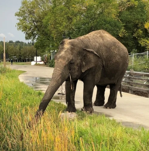 Lucy the elephant at the Edmonton Valley Zoo