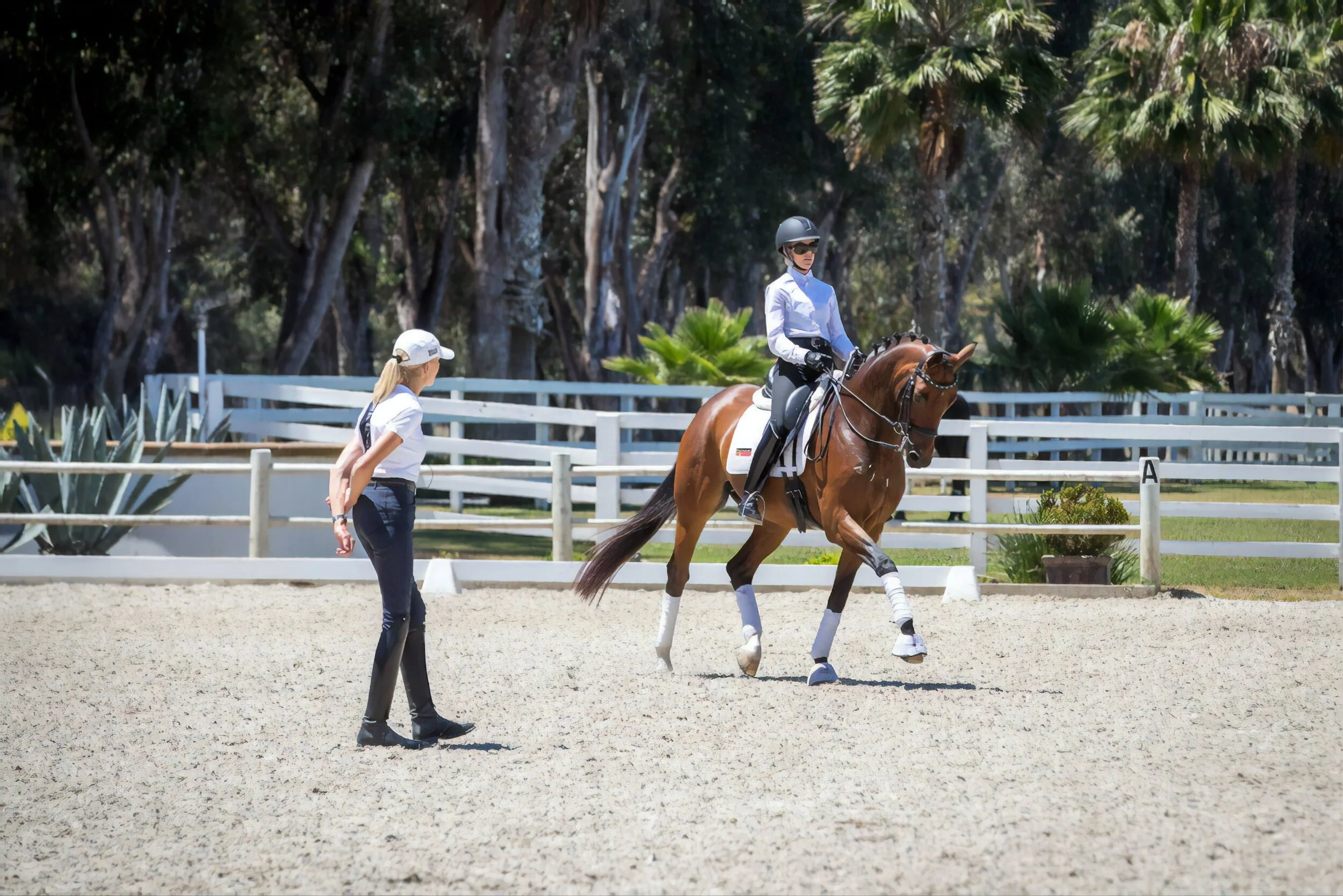 Dressage new 2 - resized.jpg