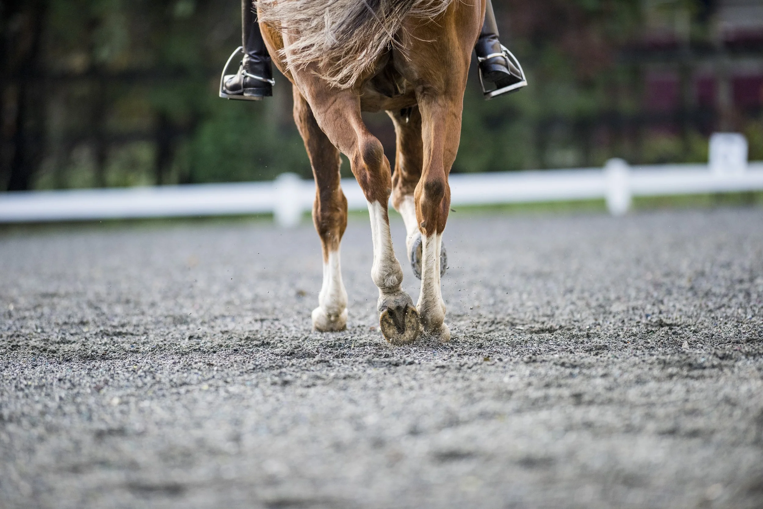 equestrian arena footing