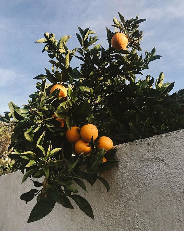 I am fascinated but the deep, winding history and migration of the foods we find most common amongst our shelves and the subtle hints along the way alluding to the food system we know today. Consider citrus fruits for example.They are a widely commer
