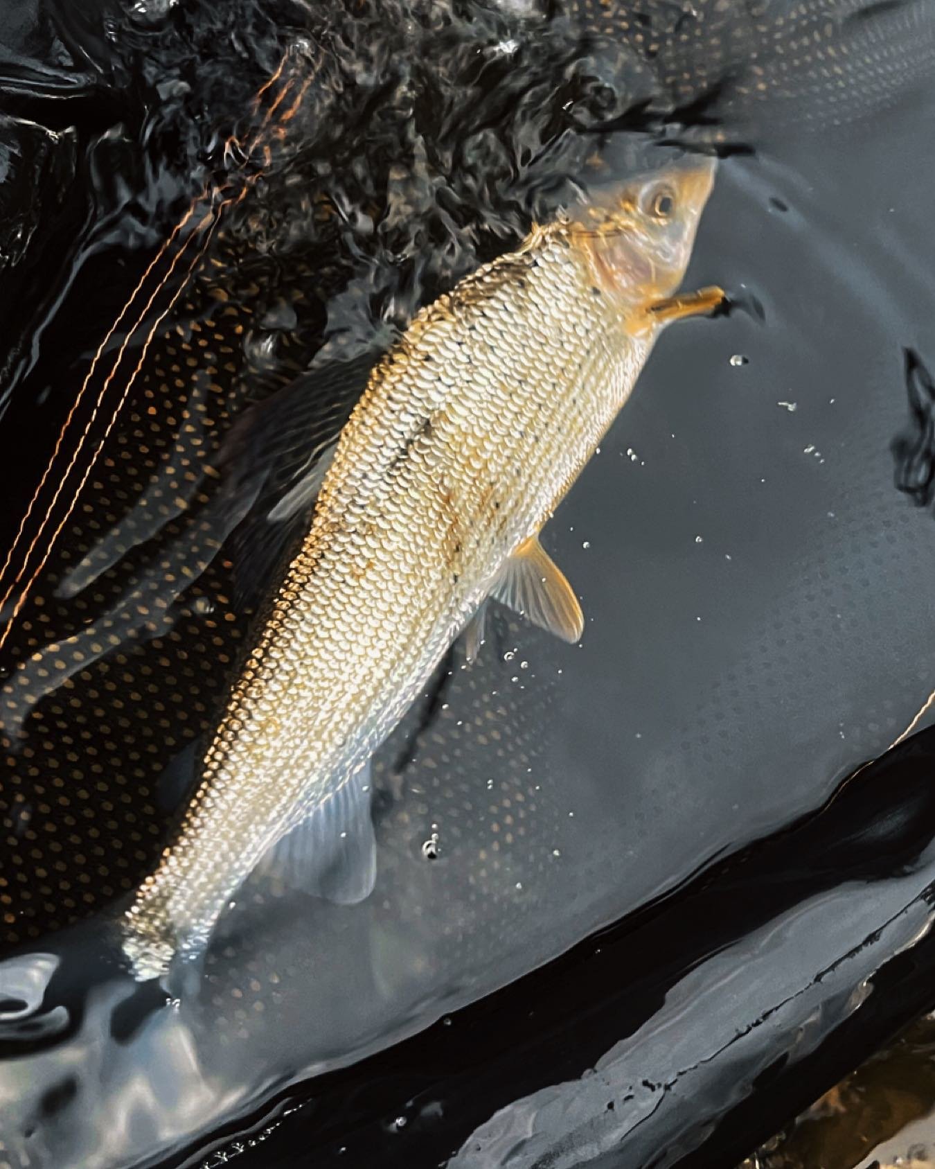 A beauty pulled out from the Dove 🎣⁣
⁣⁣
#⁣⁣⁣⁣⁣hacklemoor #flyfishing #euronymphing #hatchstack #browntrout #wildbrowntrout