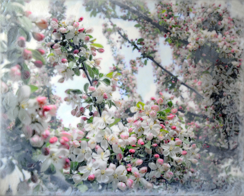 Crabapple Blossoms II   (NA)