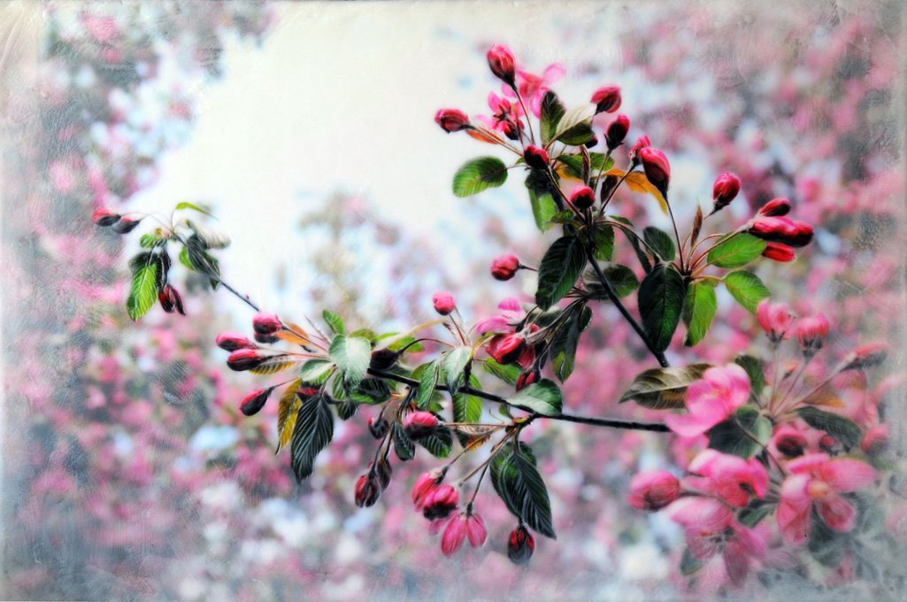 Crabapple Blossoms I   (NA)