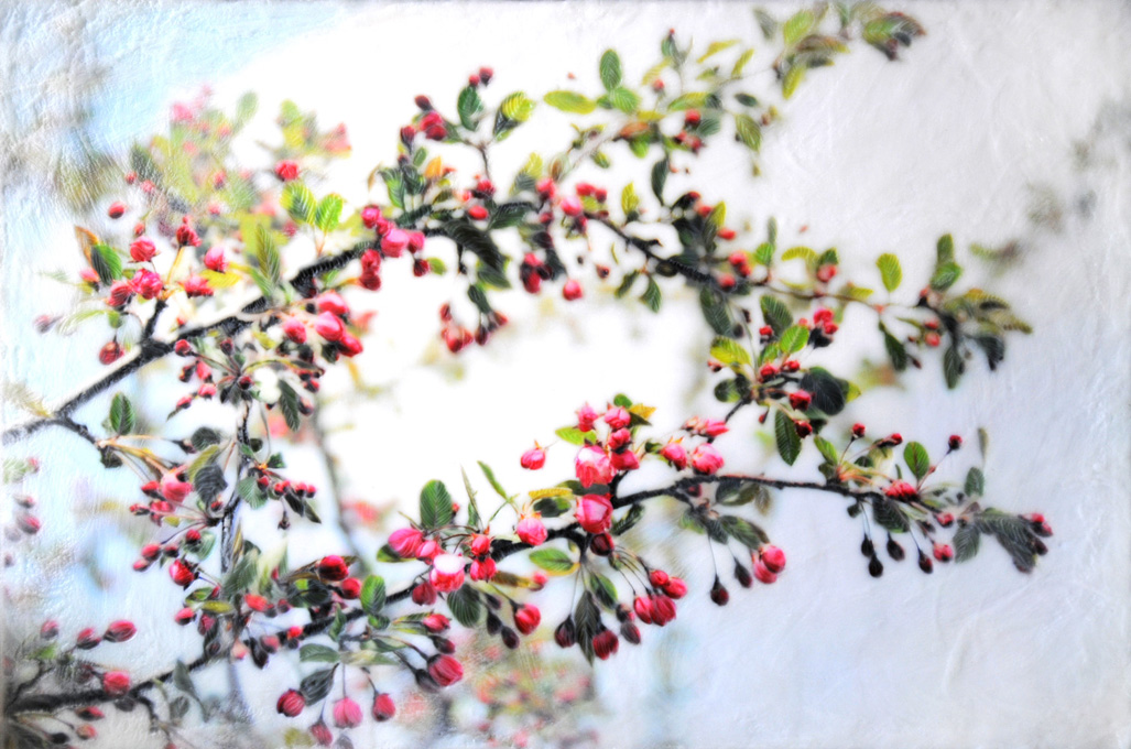  Crabapple Blossoms V   (20x30)
