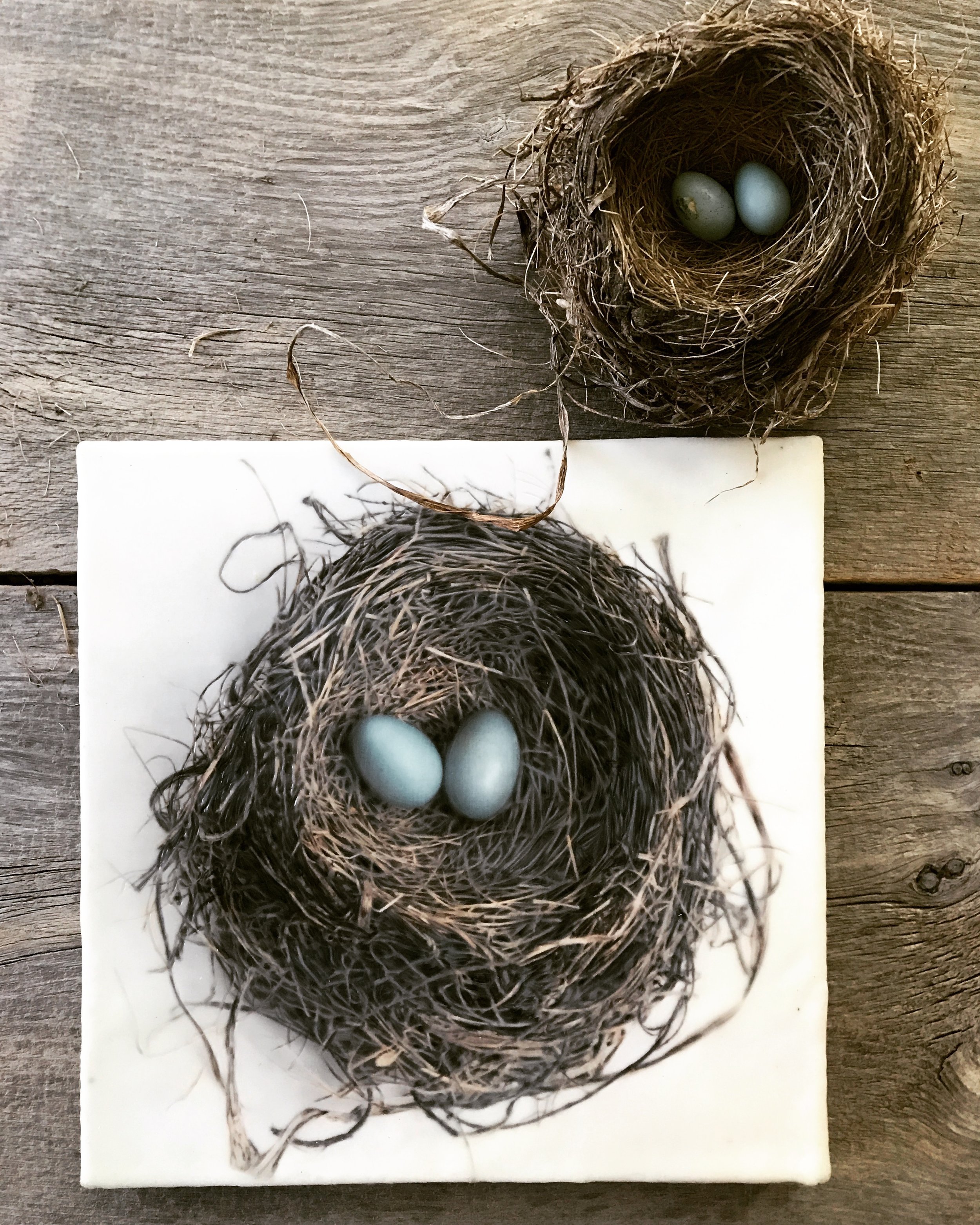 Nest with Two Eggs   (12x12)