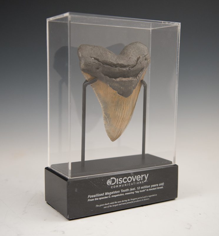 Custom Magalodon Tooth Award