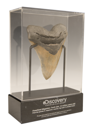 Discovery Communications Megalodon Award
