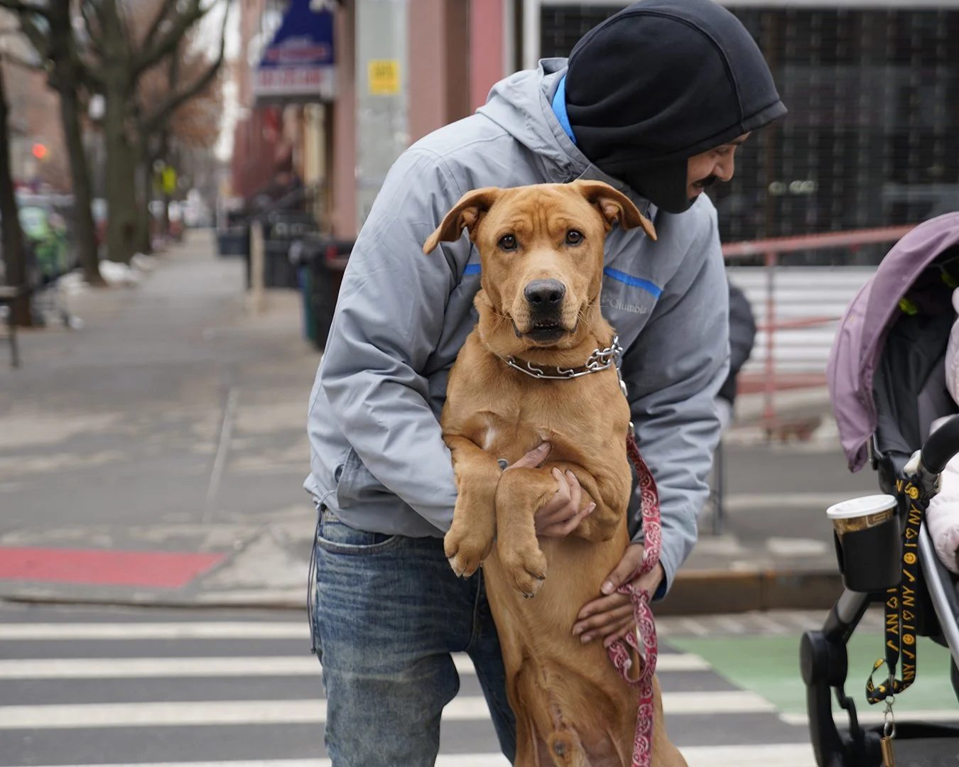 A person in a grey jacket and black head covering holding a brown dog with a chain collar on a city sidewalk.