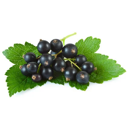 Black Currant Balsamic