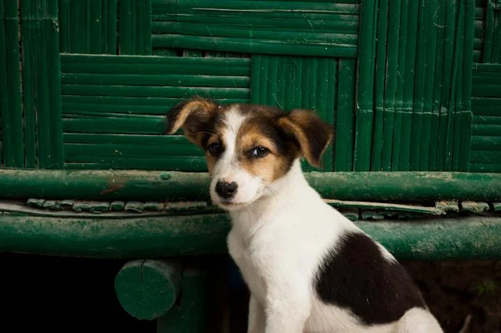 andaman_dog.jpg
