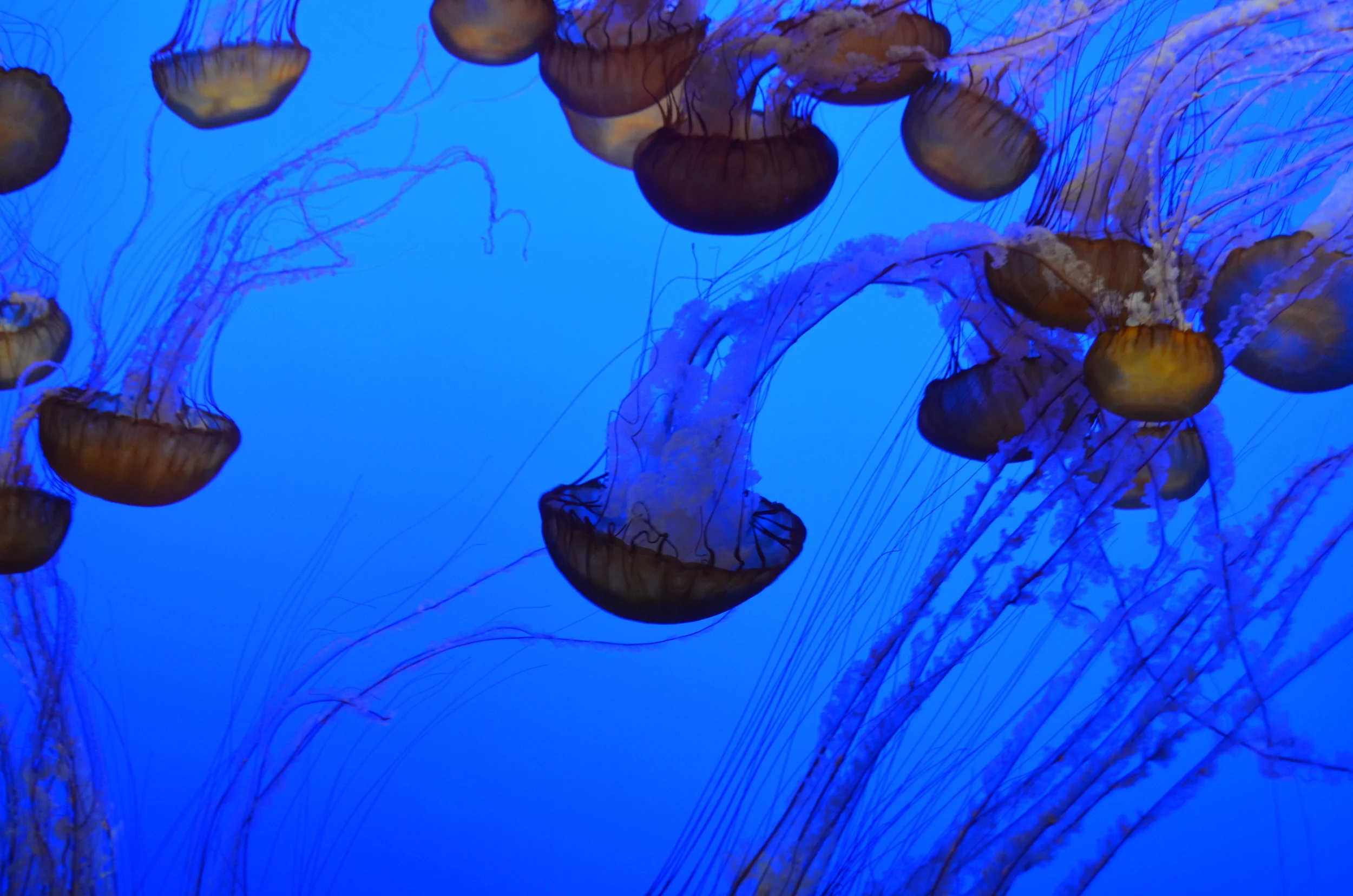monterey-jellies.JPG
