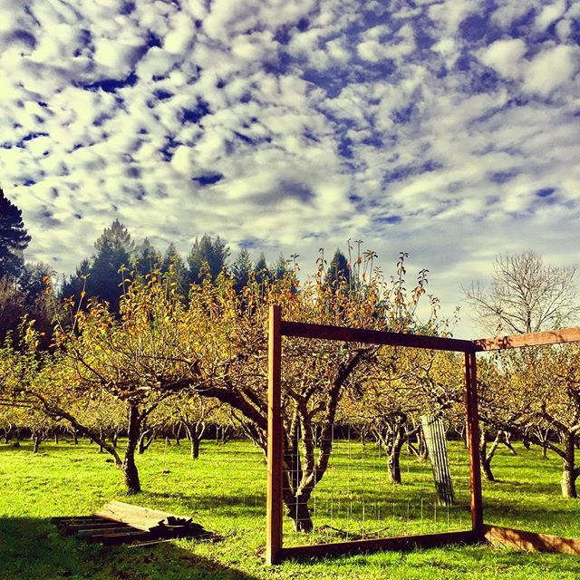 It was really that #green in the #appleorchard plus, #sky with some #clouds at #wrigleysapples #northerncalifornia #explorehumboldt #humboldt #california #redwoods are you #cirrus about #cider ?