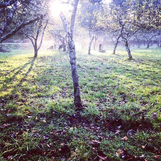 Not again. Oh #deer in the #appleorchard at #wrigleysapples #getouttahere #goodmorning and every #evening like they been here #forever #outofthewoods and in to the #orchard