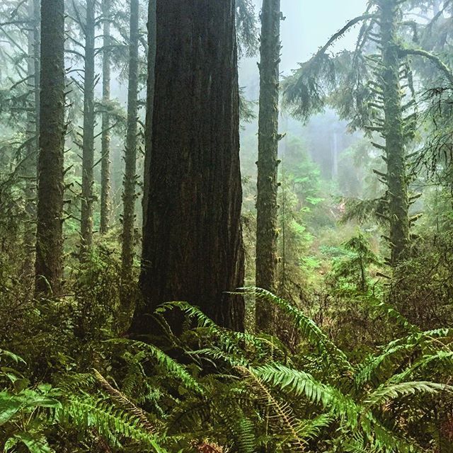 Remember that time we got #lost in #ferncanyon and it became a lovely #moonlit #winter #night #hike ? I do. #explorehumboldt #hikebymoonlight #jurassicpark @linndalannd