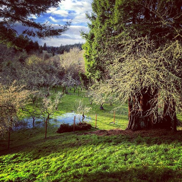 #justtheotherday at #wrigleysapples in #elkriver #humboldt #california #explorehumboldt #grow #apples make #cider #drink it #icanseeclearlynowtherainisgone #spring is here and the new #deerfence is up....now for those #bears 😬