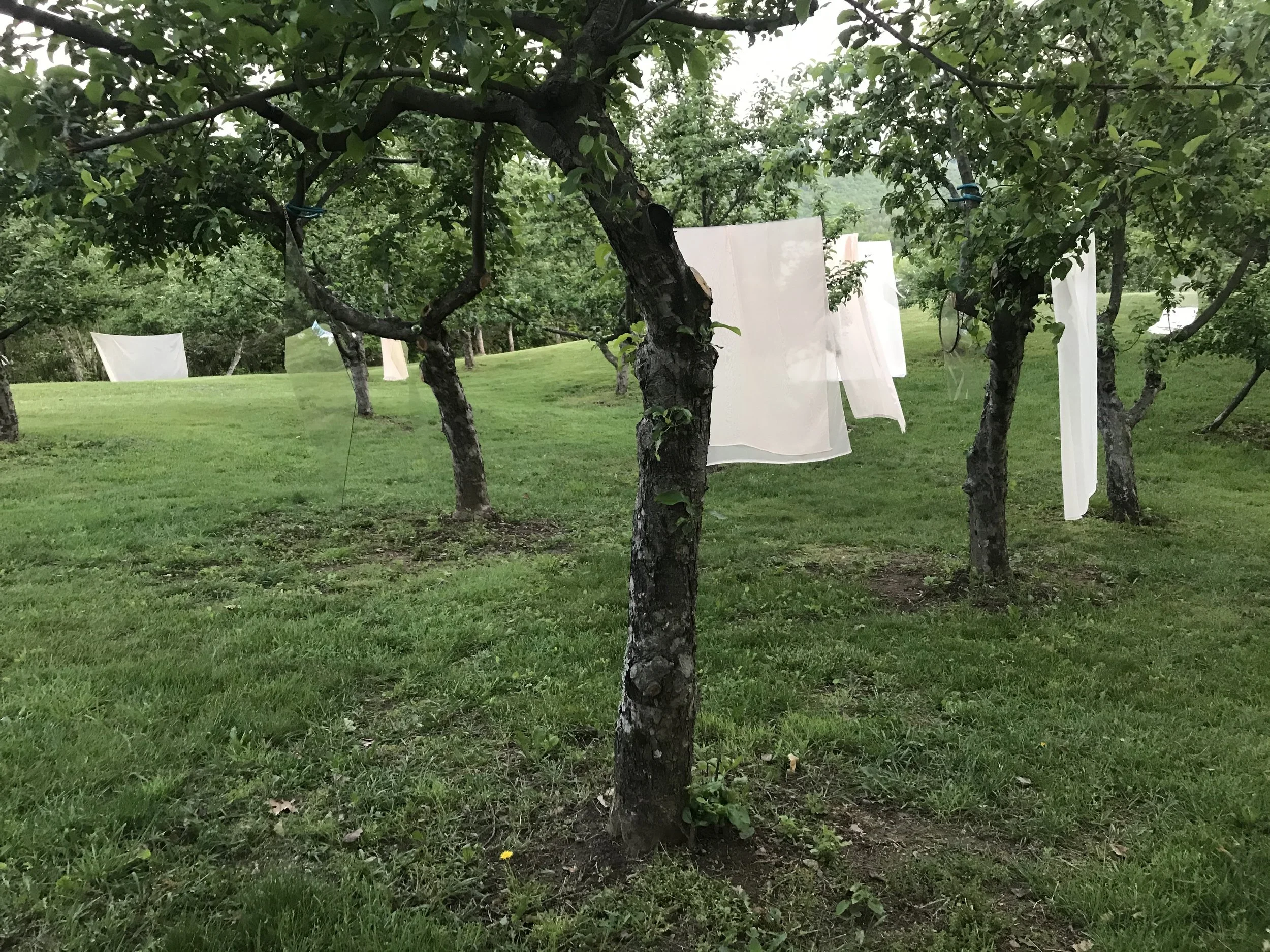 The Seed orchard view