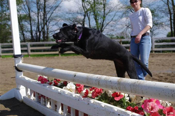 Kali likes to jump too!