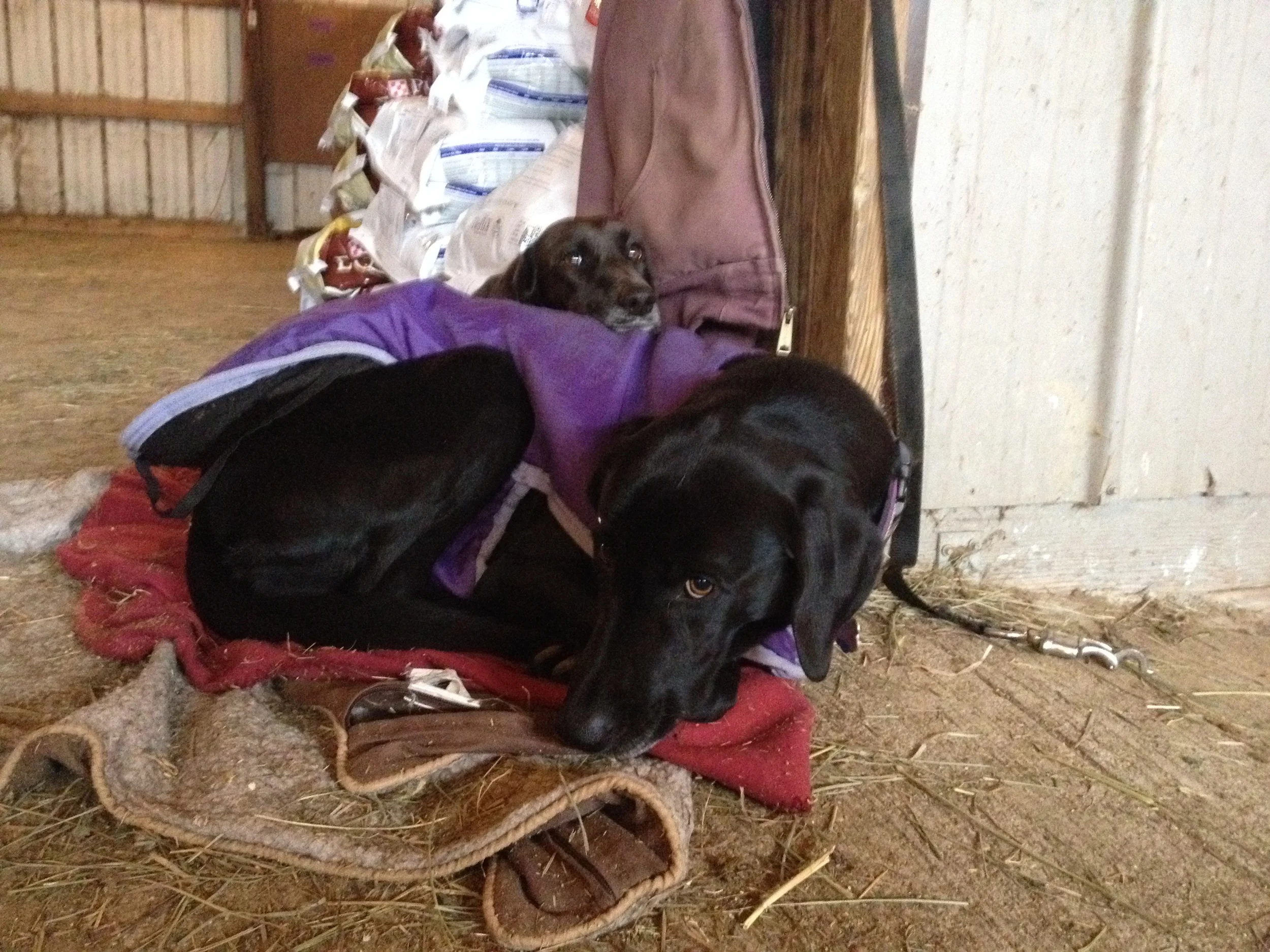 Buddha Girl and Kali trying to stay warm