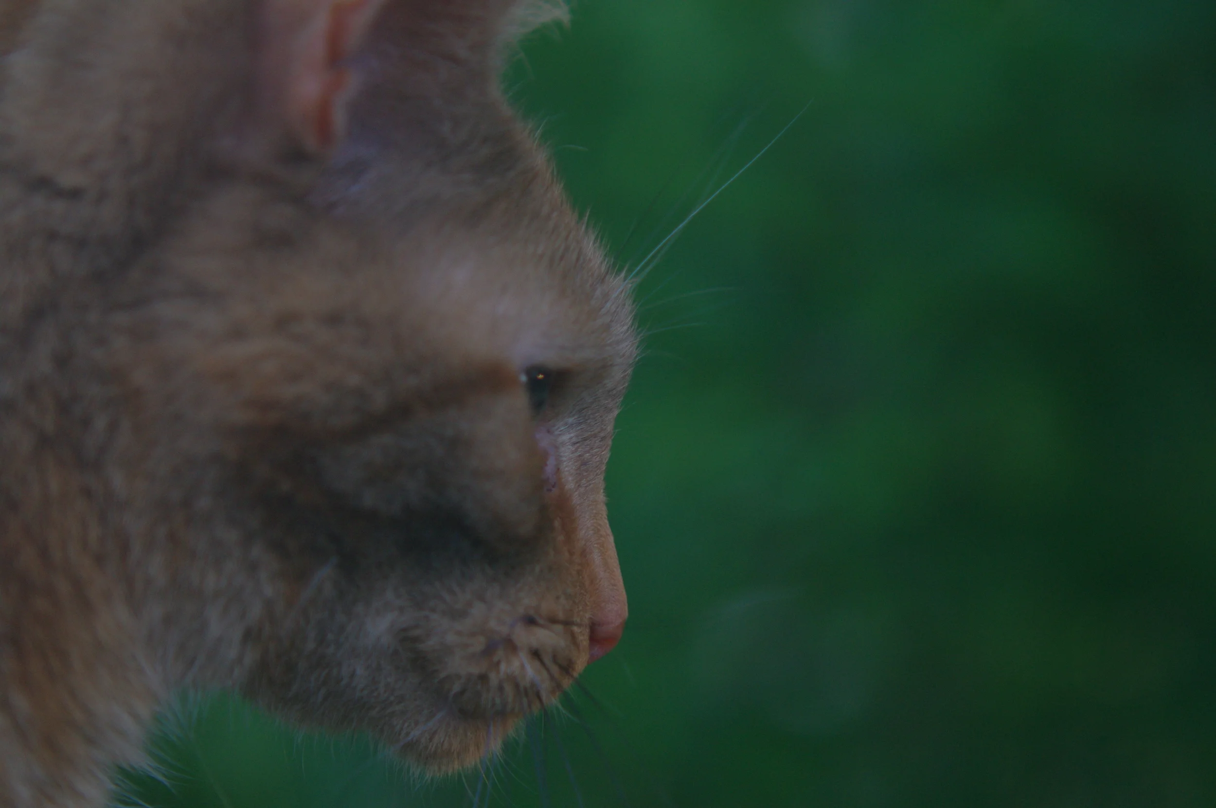 Fry, worlds worst barn cat