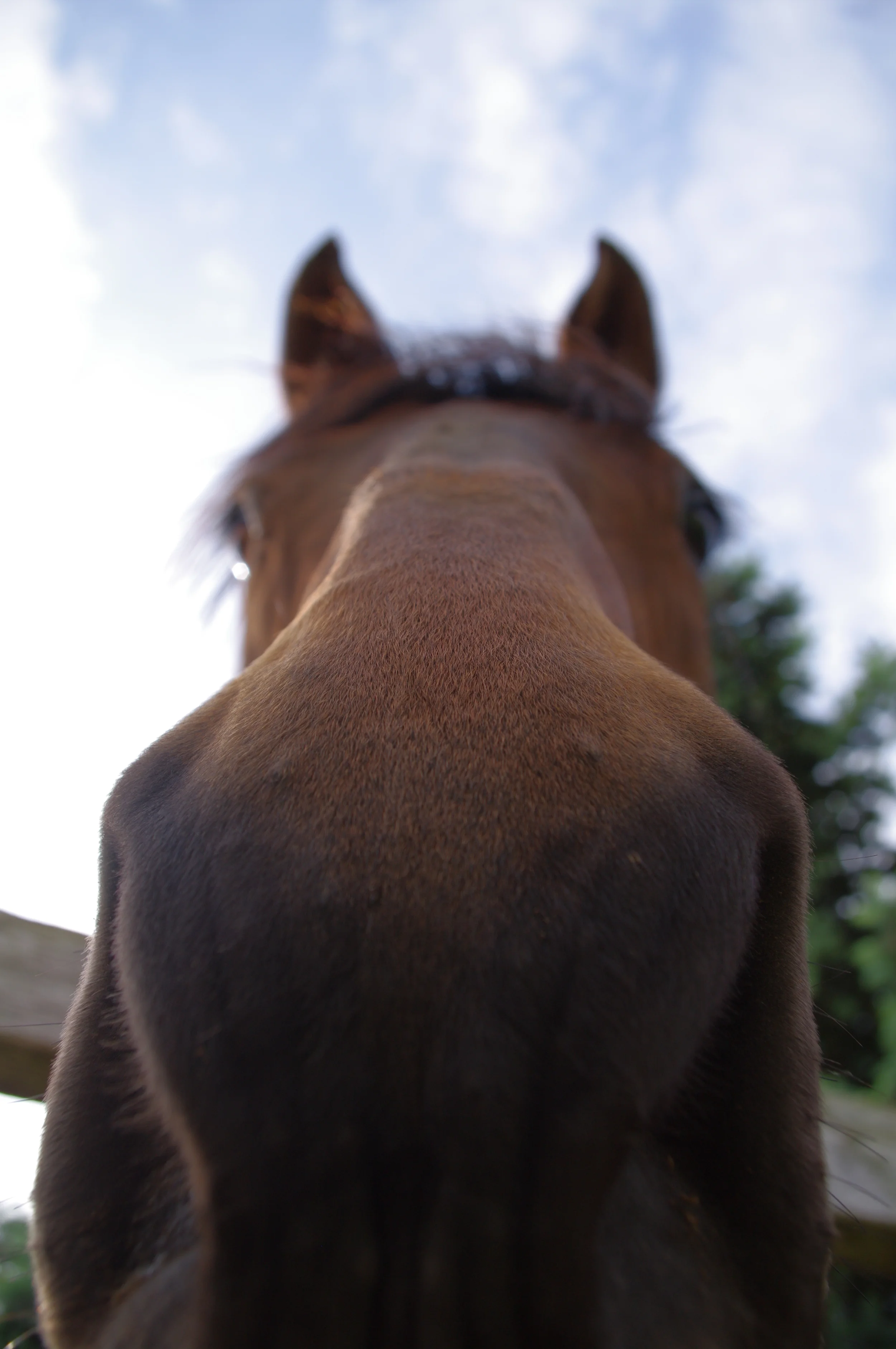 Got noms?