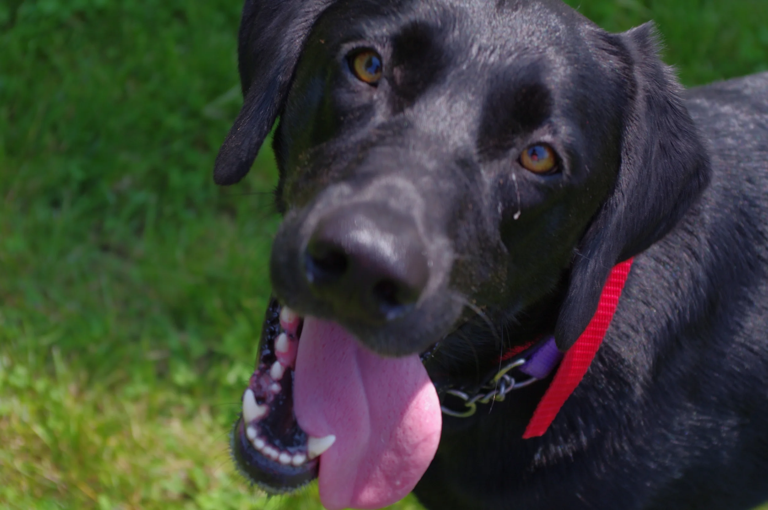 Kali loves the camera