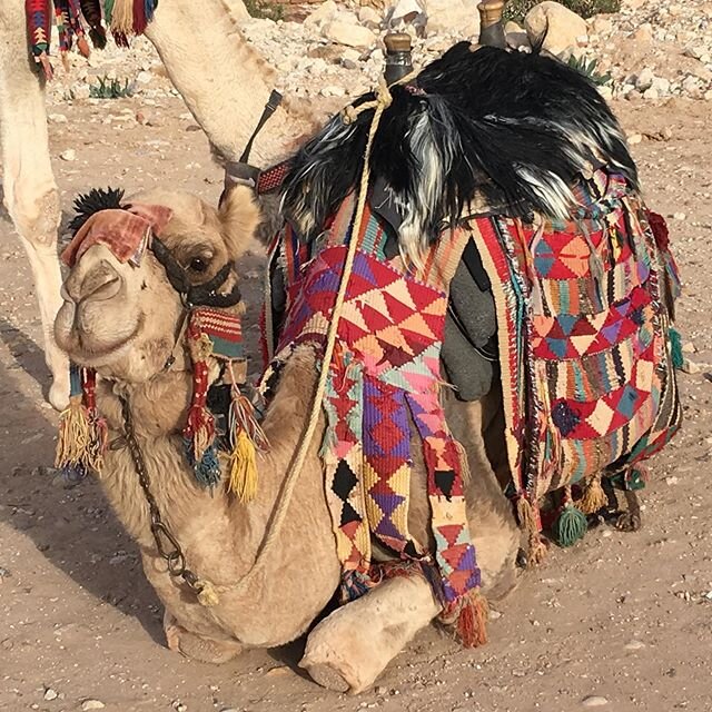 This camel is smirking at you.  #Petra #camel #Jordan #quarantine