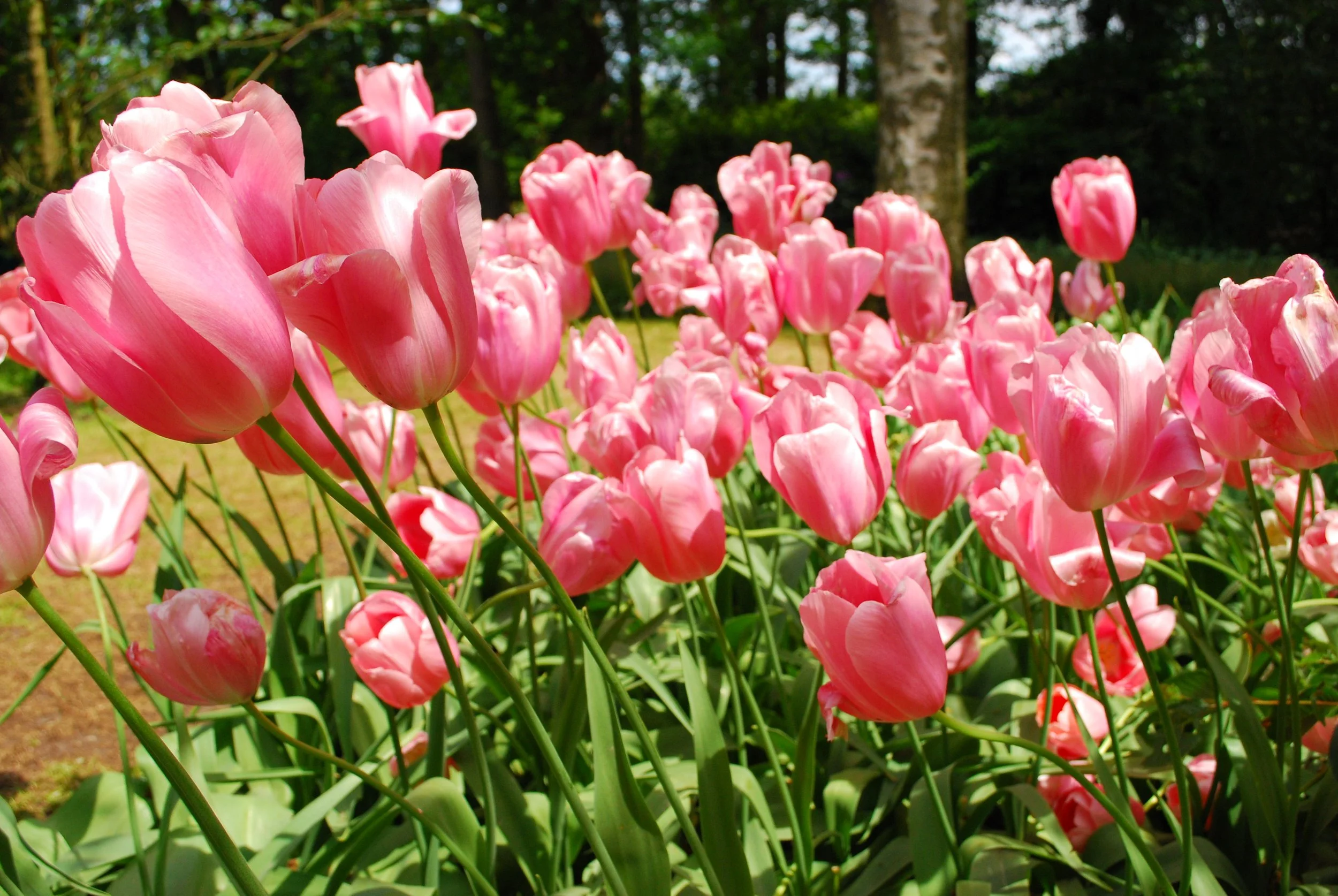 Amsterdam 2011-086.JPG