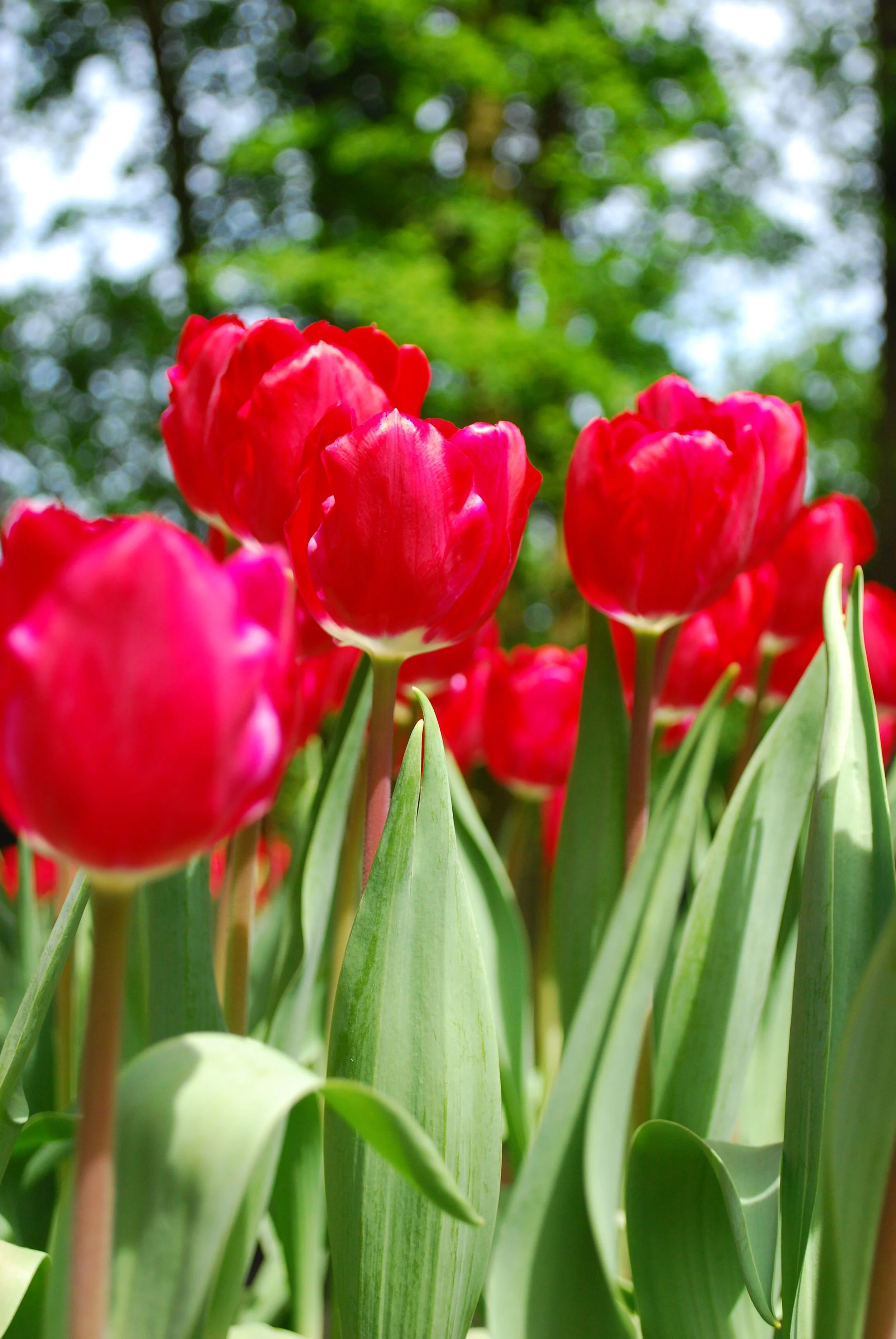 Amsterdam 2011-095.JPG