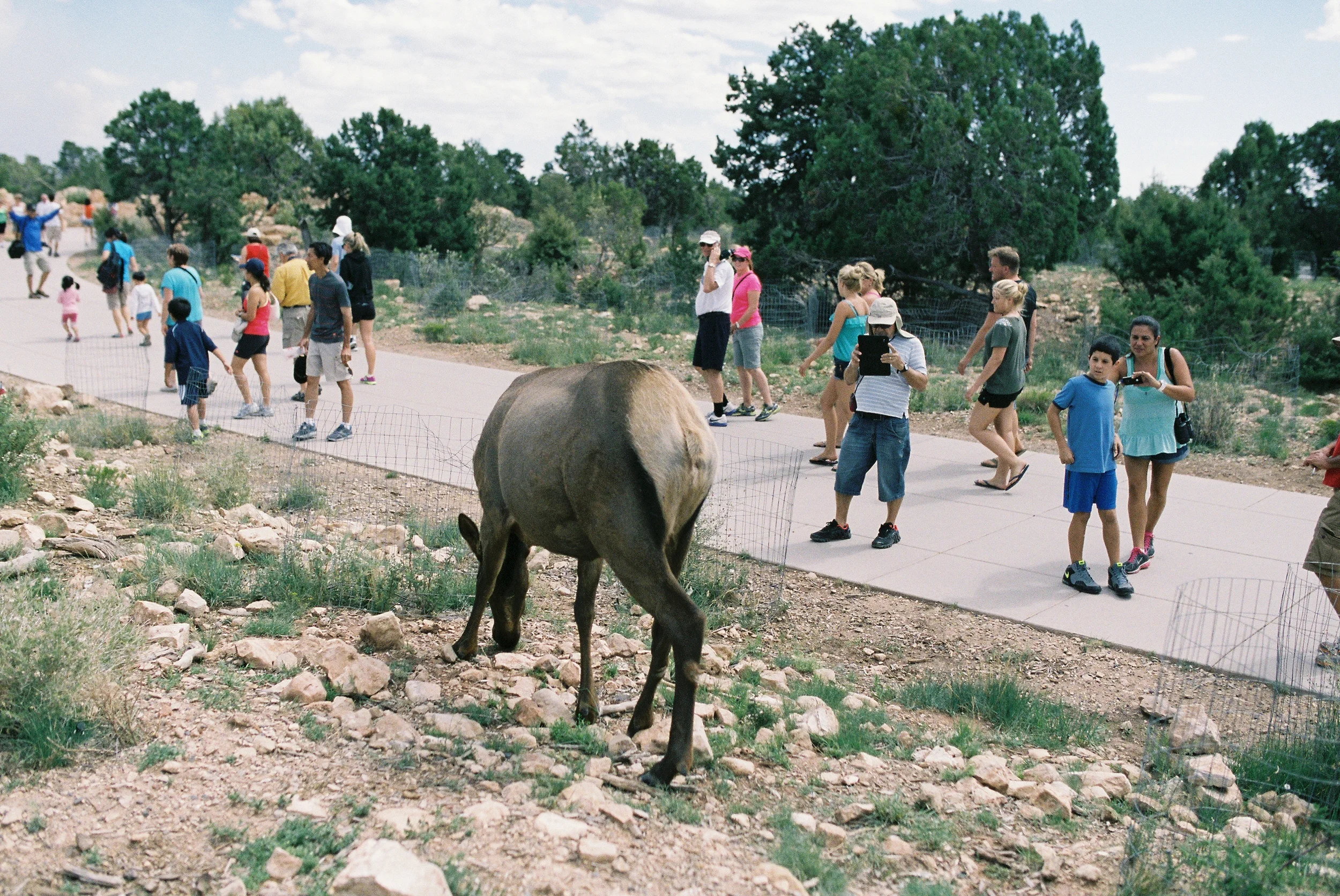 "iPad"Grand Canyon, AZ (2013)