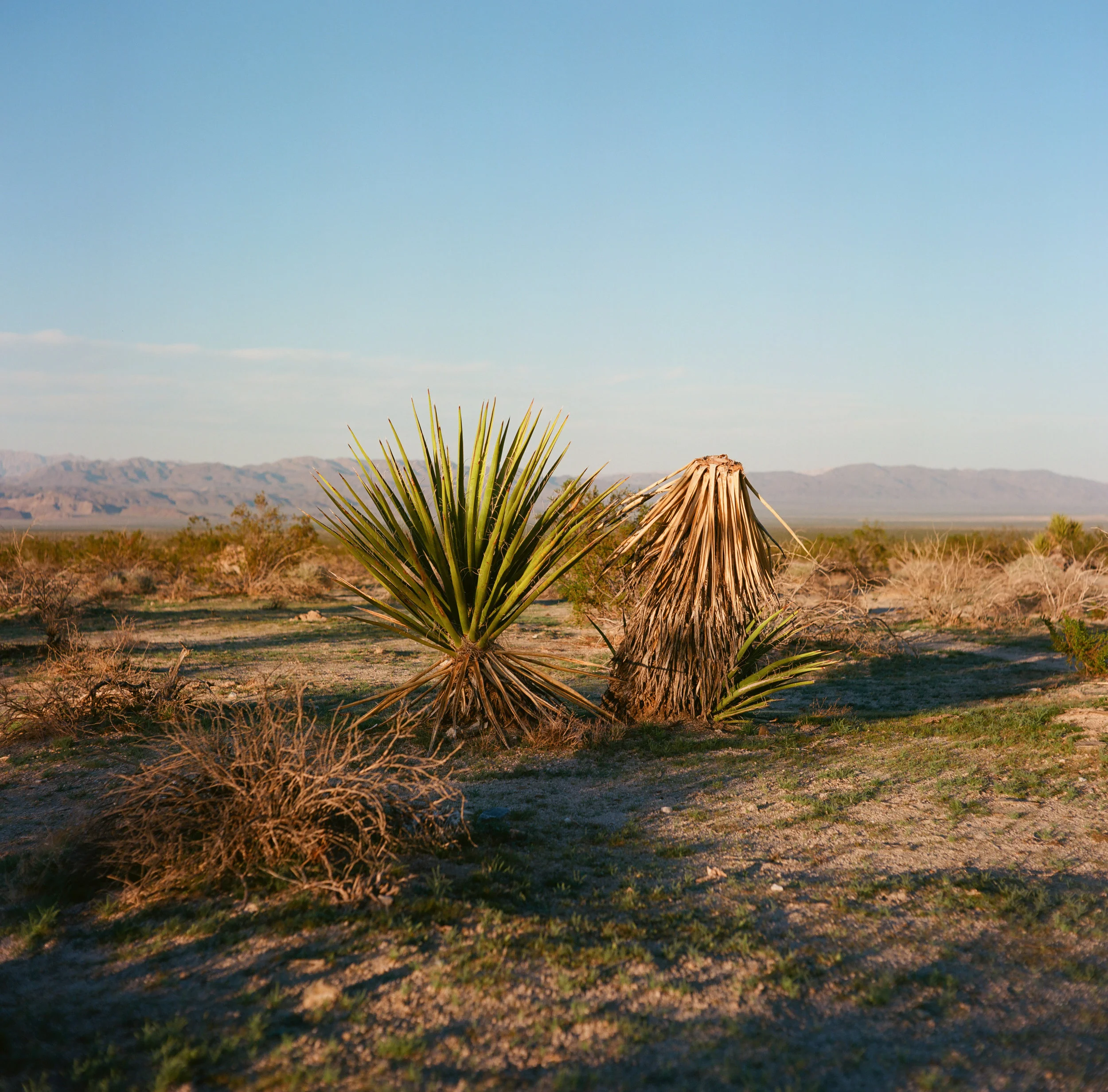 PalmSprings2018Trip_FILM-24.jpg