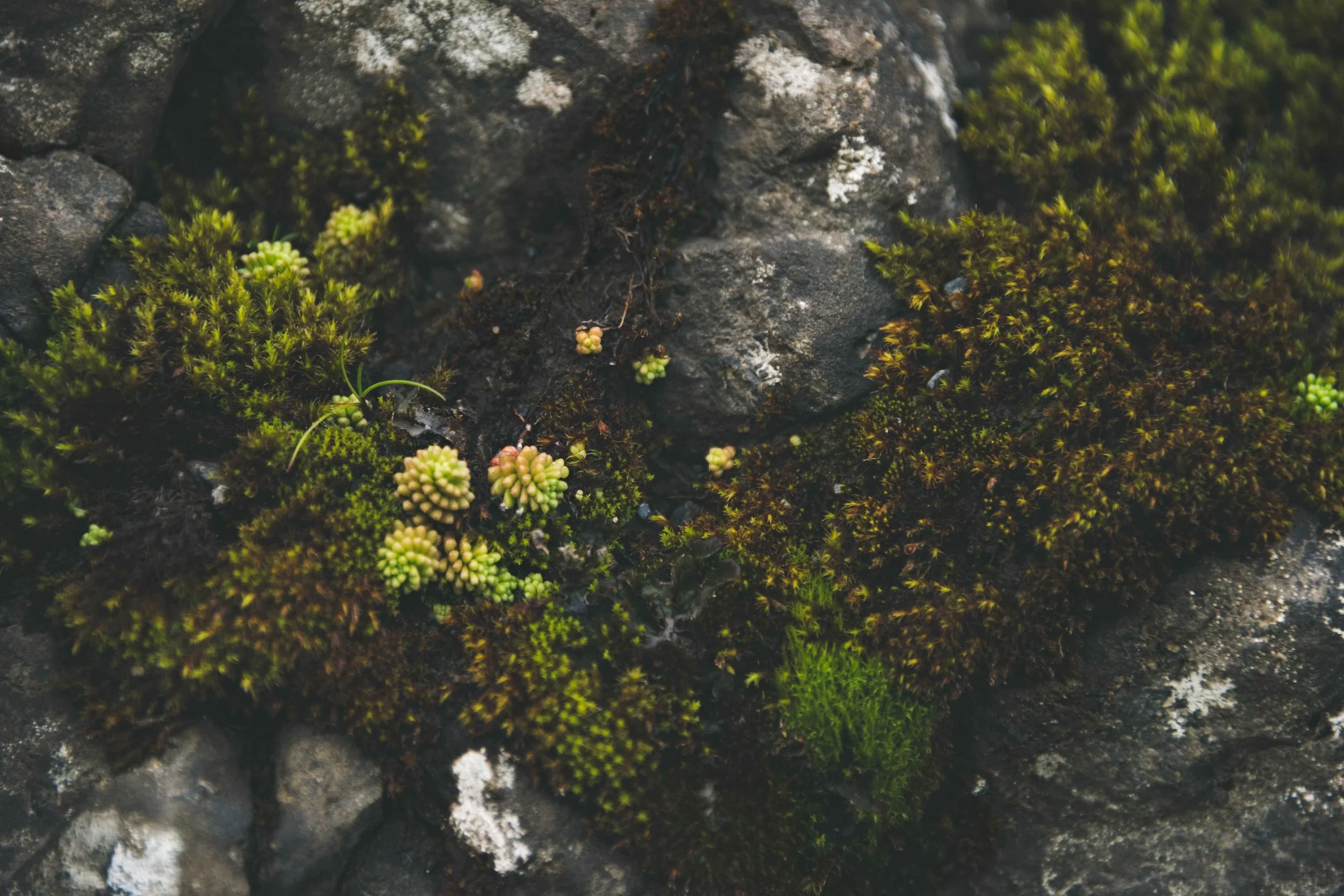 _DSC9668-Edit.jpg