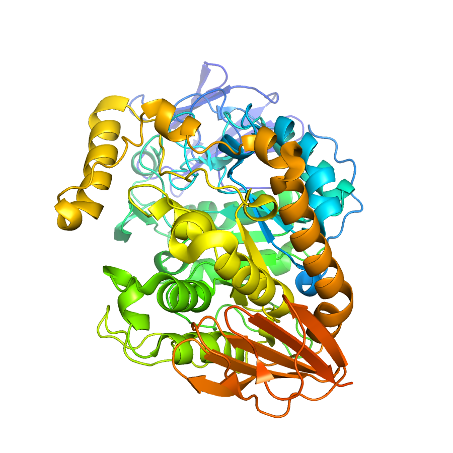 amylase.jpg