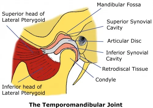 TMJ.jpg