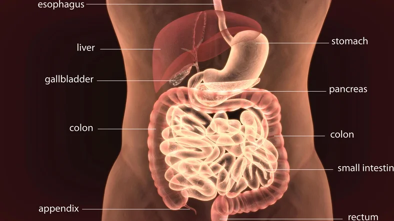 Digestive System.jpg