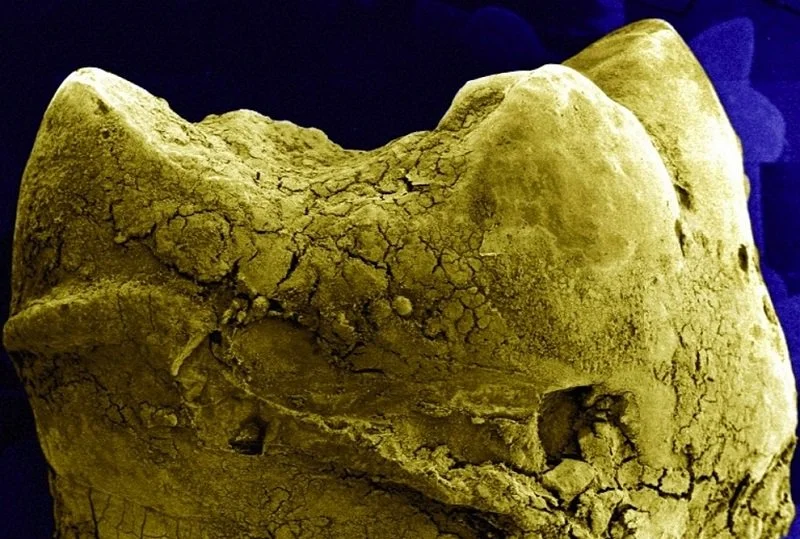 Fossilized Tooth With Calculus.jpg