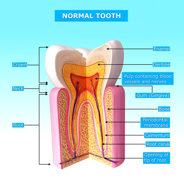 Anatomy of a tooth.jpg