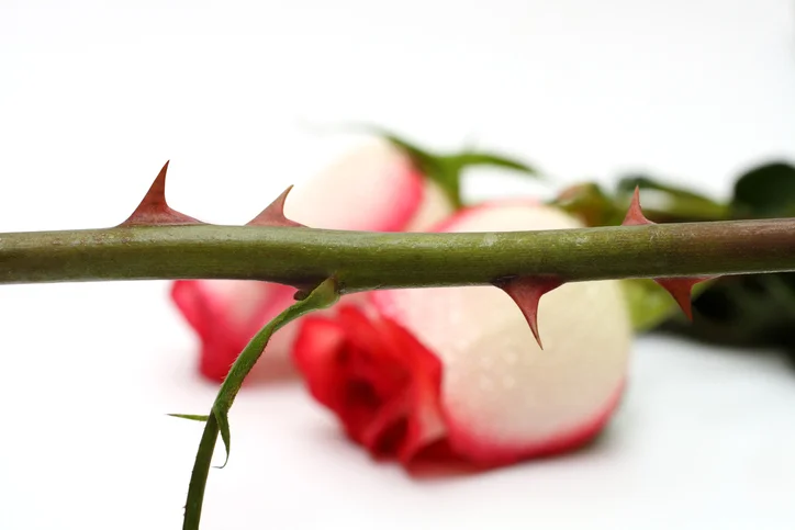 Rose Thorn.jpg