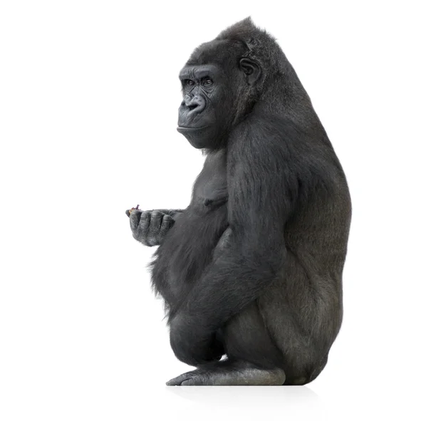 Gorilla.jpg