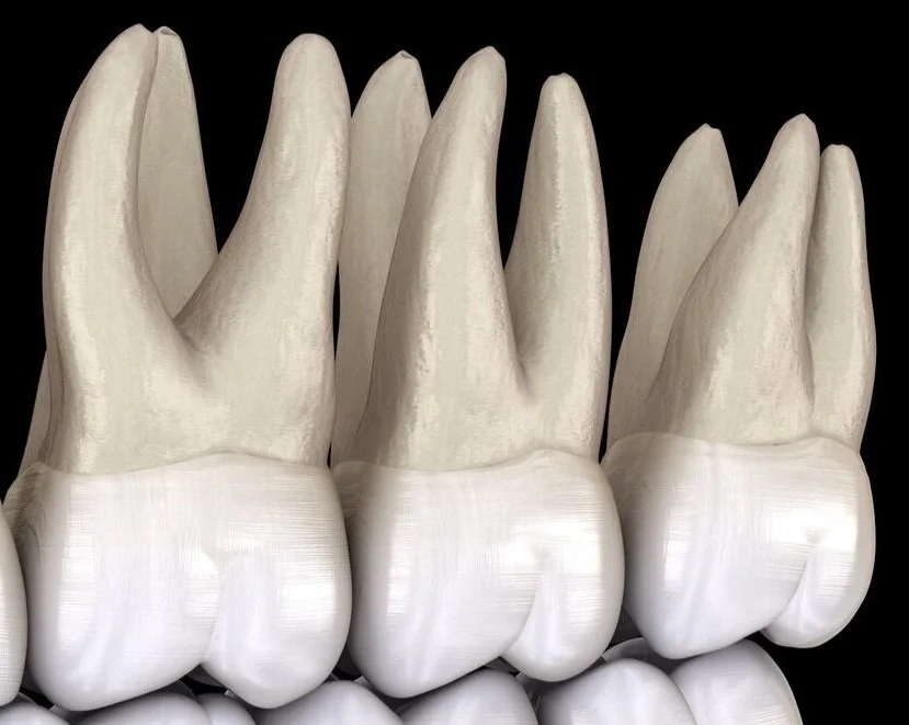 Dentition%2BLeft%2BSide%2BWith%2BRoots.jpg