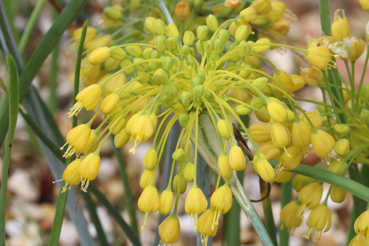 Why is Pee Yellow After Taking Vitamins, and is it a Concern? — Dr