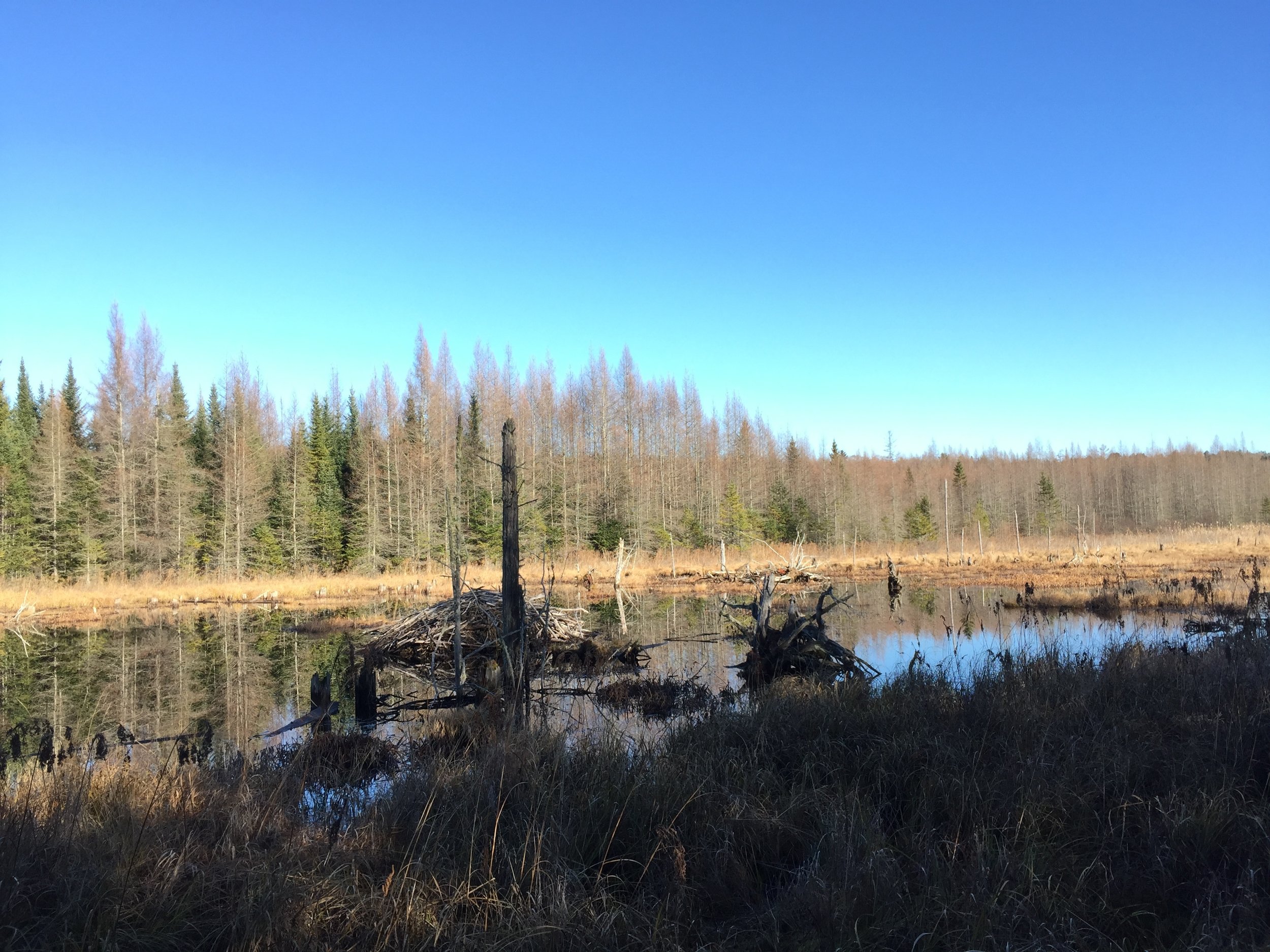 A large beaver lodge in our search area.