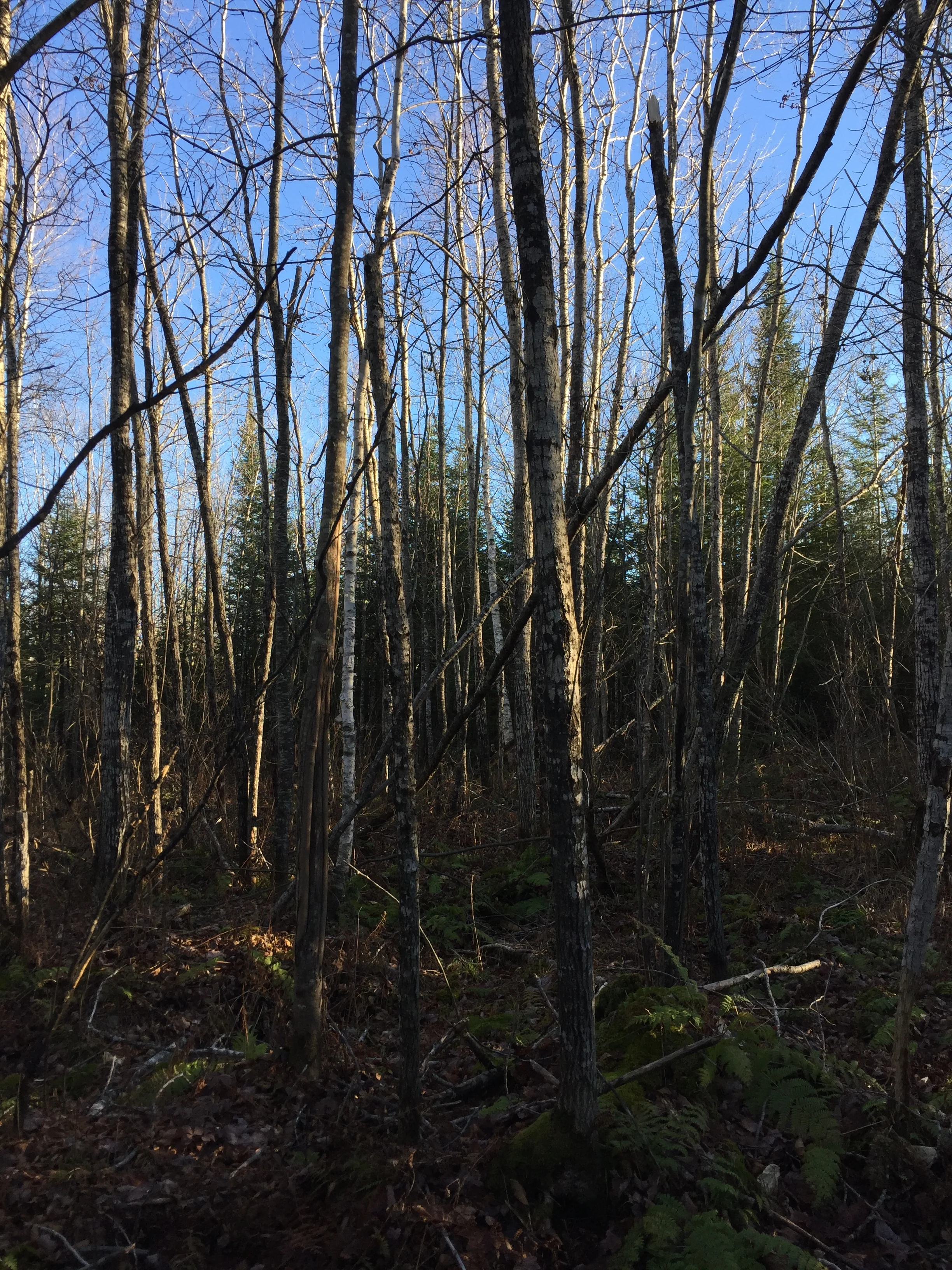 Maybe the black and white umbrella fabric was not the best choice for our parachute! Everything was black, white, and shades of gray in this birch tree forest.